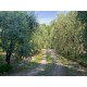 Search_FARMHOUSE TO RENOVATE FOR SALE IN THE MARCHE IN A WONDERFUL PANORAMIC POSITION SURROUNDED BY A PARK in Le Marche_33